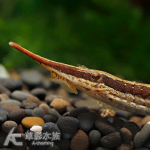 枝狀直升機 8cm
