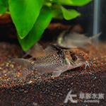 皇冠豹鼠 4~4.5cm
