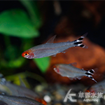 紅鼻剪刀 2cm