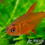 甜心檸檬燈 2cm