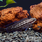 紫衫鳳凰 3~4cm
