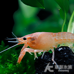 粉紅櫻花螯蝦 2.5~3cm