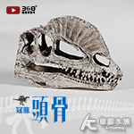 冠龍頭骨（17cm）