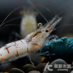 蘇拉維西雪蝦