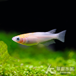 紅白稻田魚 3~4cm