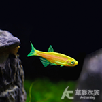 鳳梨仙子 2cm
