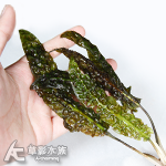 Cryptocoryne bullosa