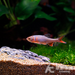 彩虹精靈（公魚）