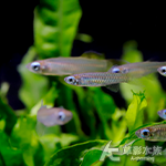 藍眼燈 1~2.5cm