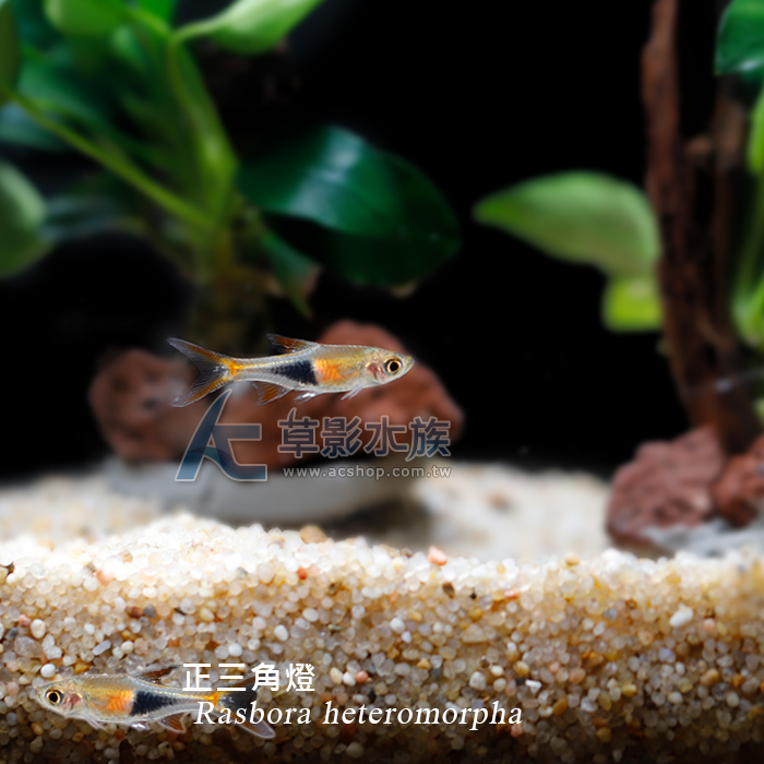 正三角燈（1.5~2.5cm）_ 燈科魚_活體販售_AC草影水族 【水草，水晶蝦，水族用品專賣店】