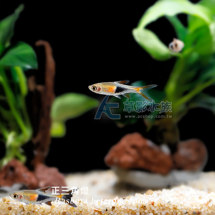 正三角燈（1.5~2.5cm）_ 燈科魚_活體販售_AC草影水族 【水草，水晶蝦，水族用品專賣店】