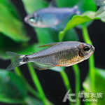 粉黃蝴蝶凱蒂燈 2~2.5cm