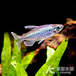 剛果 5~5.5cm