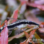 小精靈 1.8~2cm