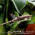 皇冠直升機 4~5cm