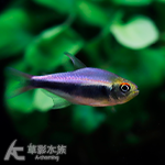 帝王藍燈 2.2cm