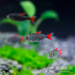 紅太狼燈 2.7cm