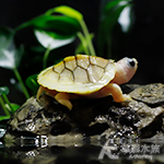 焦糖巴西龜