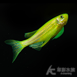 青蘋果蝴蝶仙子 2.5cm