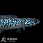 銀河雷龍 10cm