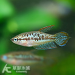 小扣扣魚 2~3cm