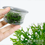 鹿角鐵皇冠（組培盒裝）