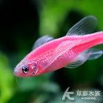 粉紅蝴蝶仙子魚 3cm