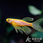 黃金蝴蝶仙子魚 3cm
