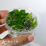 艾迪椒草（組培盒裝）