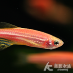 粉紅仙子 3cm