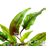 綠壁虎椒草