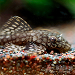 蜂巢甜心鬍子 3cm