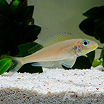 七彩珍珠天使 5cm