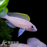 黃帆天堂鳥（3~3.5cm）