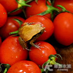 番茄蛙（2cm）