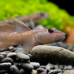 明潭吻蝦虎 2.8~4cm