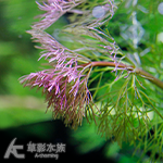 紅蜘蛛