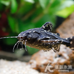 哭貓 2.5cm