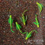 小玉西瓜蝴蝶仙子 2.5~3.2cm