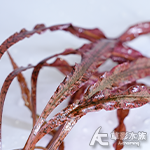 ADA 虎紋椒草
