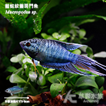 藍蛇紋蓋斑鬥魚 2.5~3cm