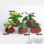 袖珍小榕火山岩