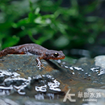 高山歐螈