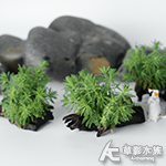 發光草沉木