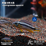 阿蓮卡阿卡西（公魚）