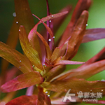 新加坡紅宮廷