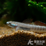 黃金枝牙蝦虎 4~5cm
