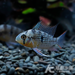 玻利維亞鳳凰 2.5~3cm