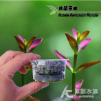 佛羅里達（組培盒裝）