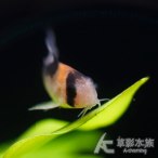 黑金紅頭鼠 2cm